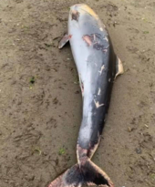 Akyazı Sahili’nde Kıyıya Vuran Yunus Üzüntü Yarattı