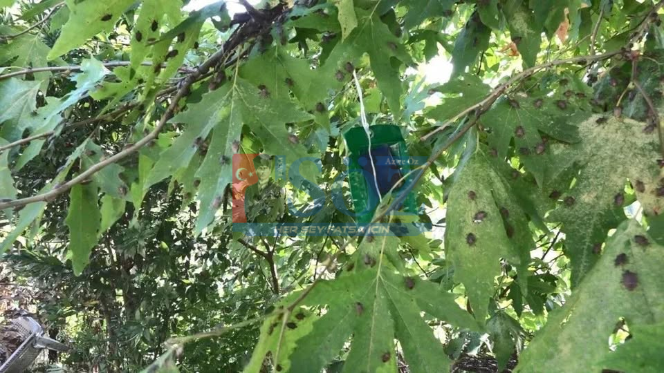 Kokarca Mücadelesinde Yanlış Uygulama Uyarısı