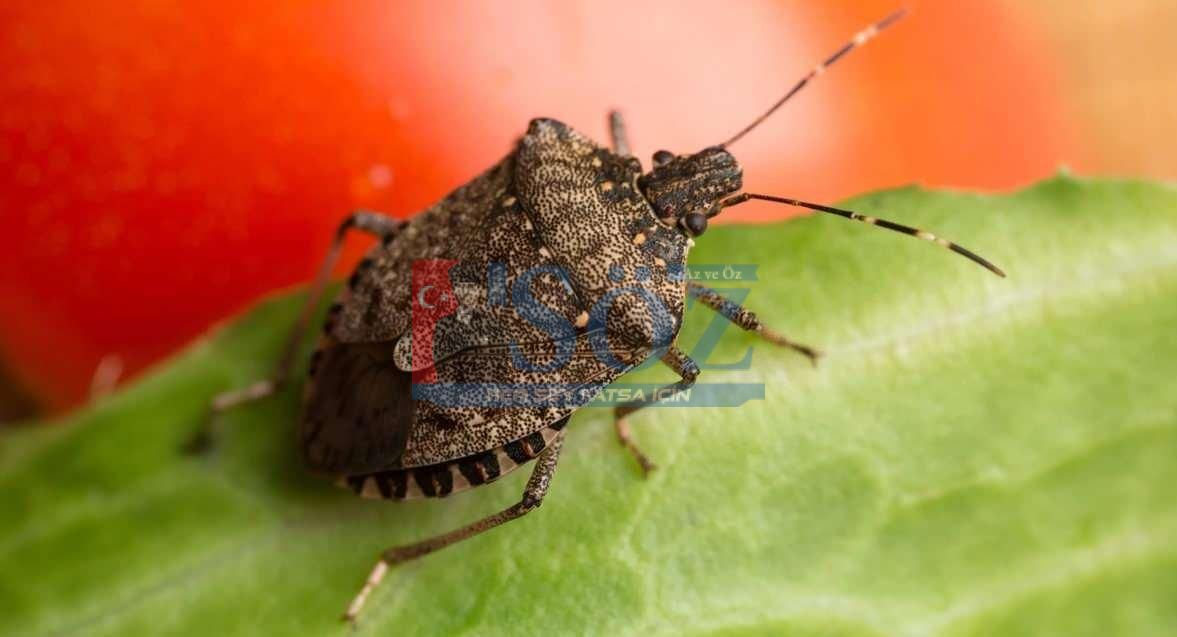 🌰 FINDIKTA YENİ UMUT! KAHVERENGİ KOKARCAYA KARŞI MANTAR ÇÖZÜMÜ