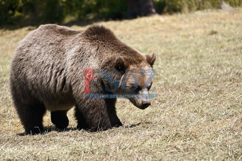 Ayı Saldırıları Köylüyü Tedirgin Etti: 18 Hayvan Telef Oldu