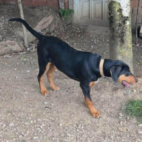 KAYIP KÖPEK İLANI – ÇATALPINAR