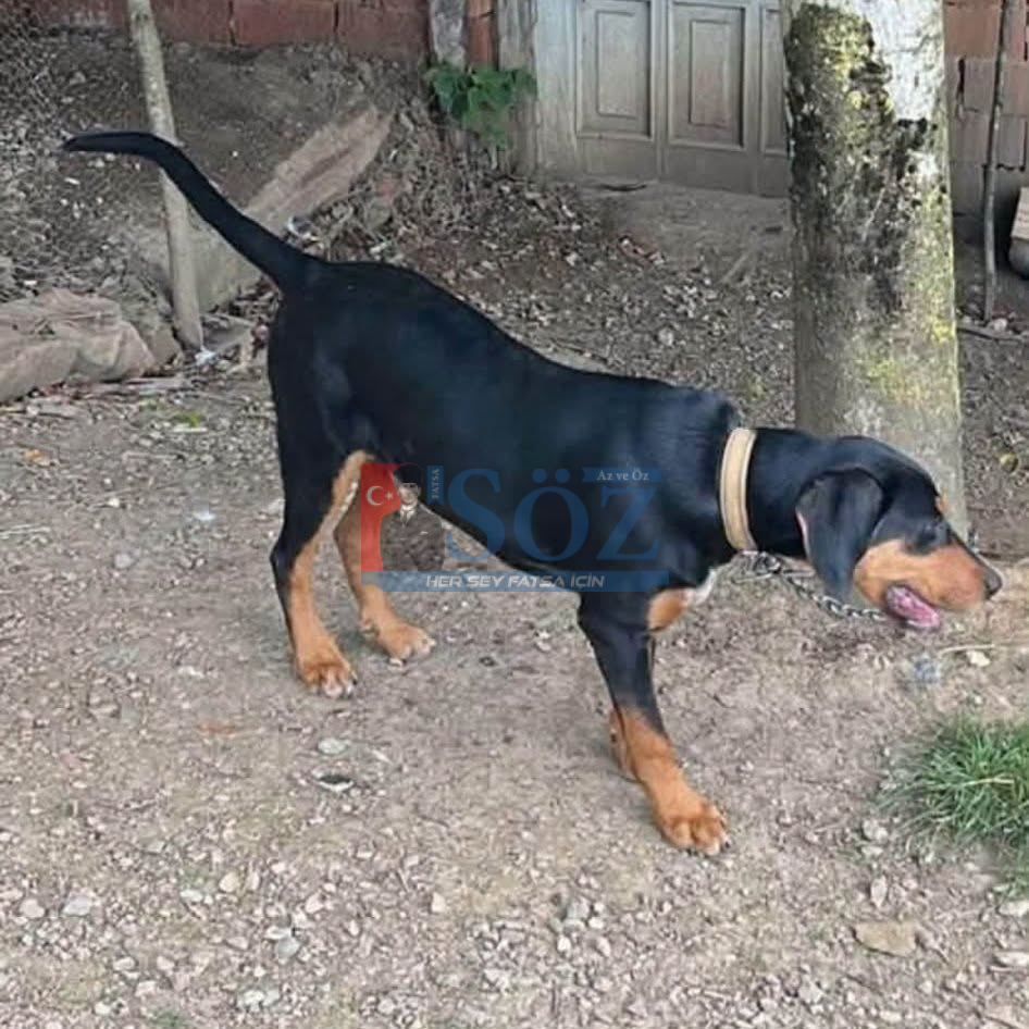 KAYIP KÖPEK İLANI – ÇATALPINAR